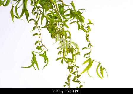 Salix Babylonica Pekinensis Tortuosa Willow Stockfoto