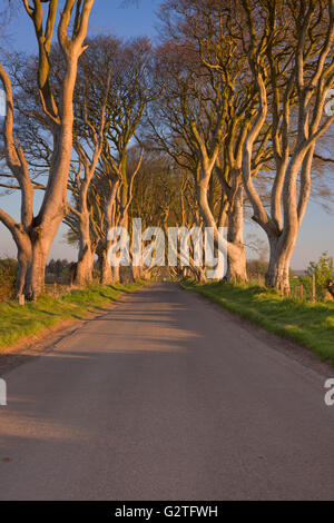 Zeilen mit altem Baumbestand entlang einer Straße in den dunklen Hecken in Nordirland. Im morgendlichen Sonnenlicht fotografiert. Stockfoto