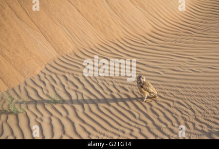 Desert Eagle Owl in einer Wüste in der Nähe von Dubai, Vereinigte Arabische Emirate Stockfoto