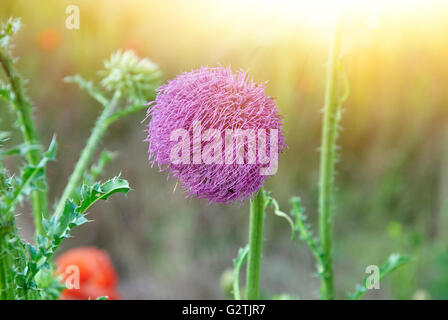 Nahaufnahme von Runde stachlige lila Blumen auf lila Pflanzenstängel Stockfoto