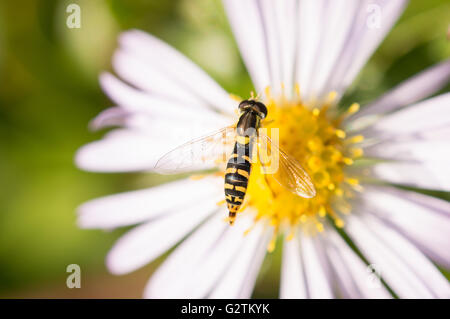 Eine lange Hoverfly (Sphaerophoria Scripta) auf eine Bergaster. Stockfoto