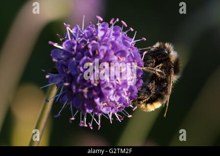 Eine Red-tailed Hummel (Bombus Lapidarius) auf eine Teufels-Bit Witwenblume Blume (Succisa Pratensis) Stockfoto