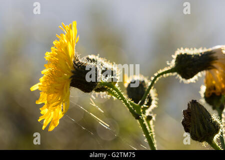 Eine mehrjährige Sow-Distel Blume (Sonchus Arvensis). Stockfoto