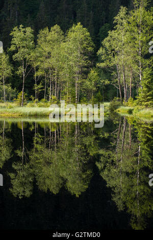 Trees reflecting in the lake, Buhlbachsee in Baiersbronn, Black Forest National Park, district of Freudenstadt, Black Forest Stockfoto