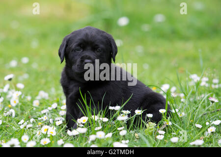 Schwarzer Labrador Retriever Welpen Stockfoto