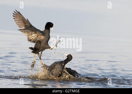 Bekämpfung der Blässhühner (Fulica Atra) verteidigen ihr Revier, Rivalen, Texel, Provinz Nord-Holland, Niederlande Stockfoto