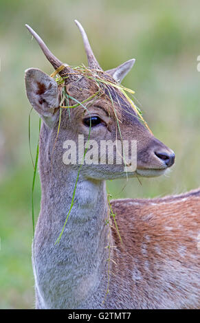 Jungen Damhirsch (Dama Dama), Dänemark Stockfoto