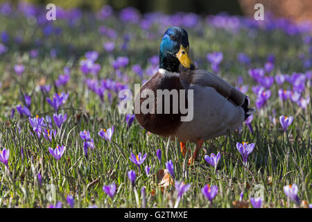 Stockente oder wilde Enten (Anas platyrhynchos) zu Fuß unter Krokusse (Crocus sp.), Schlosspark, Husum, Schleswig - Holstein, Deutschland Stockfoto