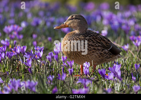 Stockente oder wilde Enten (Anas platyrhynchos) ansehen unter Krokusse (Crocus sp.), Schlosspark, Husum, Schleswig - Holstein Stockfoto