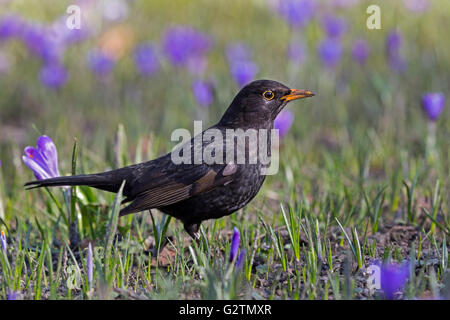 Gemeinsame Amsel (Turdus merula), Krokusse (Crocus sp.), Schlosspark, Husum, Schleswig - Holstein, Deutschland Stockfoto