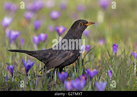 Gemeinsame Amsel (Turdus merula), Krokusse (Crocus sp.), Schlosspark, Husum, Schleswig - Holstein, Deutschland Stockfoto