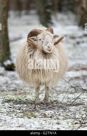 Heidschnucke moorland Schafe im Winter (Ovis ammon f. Widder), Schleswig Holstein, Deutschland, Captive Stockfoto