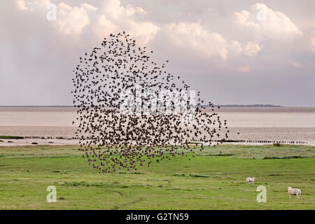 Herde von Stare (Sturnus Vulgaris) im Flug, murmuration, Dänemark Stockfoto