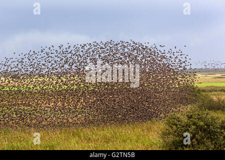 Herde von Stare (Sturnus Vulgaris) im Flug, Murmuration, Dänemark Stockfoto