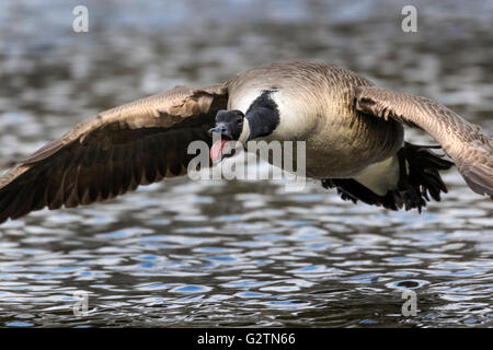 Kanadagans (Branta Canadensis) Klappern und fliegen über Wasser, Hamburg, Deutschland Stockfoto