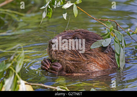 Europäischer Biber (Castor Fiber) Essen in Wasser, Bayern, Deutschland Stockfoto