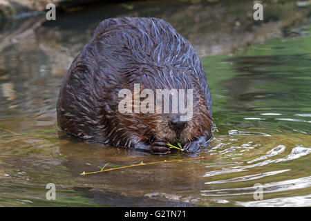 Europäischer Biber (Castor Fiber) Essen in Wasser, Bayern, Deutschland Stockfoto