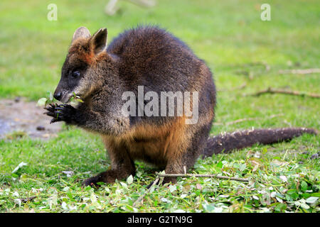 Red-necked oder Bennett Wallaby (Macropus Rufogriseus) Essen, gefangen Stockfoto