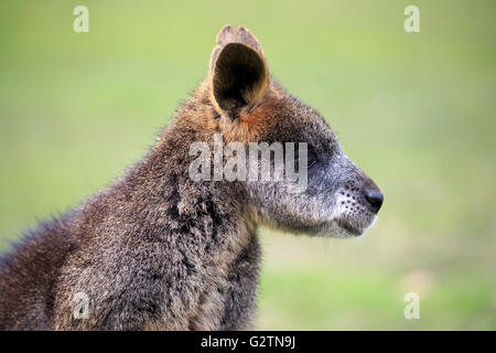 Red-necked oder Bennett Wallaby (Macropus Rufogriseus), Porträt, gefangen Stockfoto