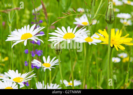Blumen im Frühling auf der natürlichen Wiese Stockfoto