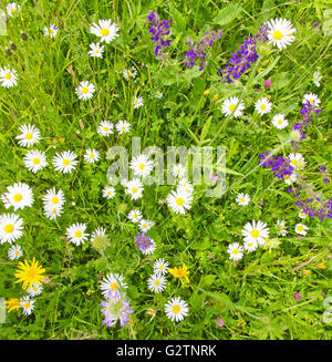 Hintergrund mit bunten Blumen und Kräutern Stockfoto