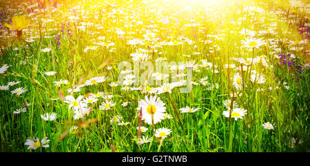 Blumenwiese im Licht Stockfoto