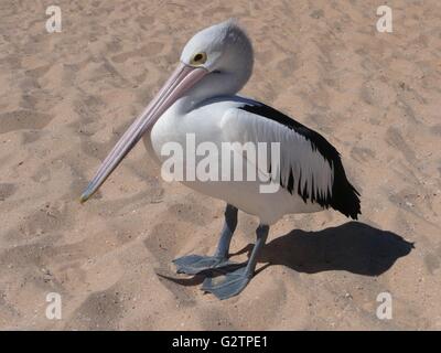 Pelikan am Sandstrand in Australien Stockfoto