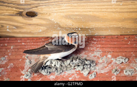 Klippe schlucken adulte weibliche Gebäude Nest aus Schlamm Pellets in Holzstruktur. Santa Clara County, Kalifornien, USA. Stockfoto