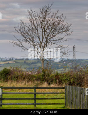 Baum im ländlichen Nordirland Ackerland. Stockfoto