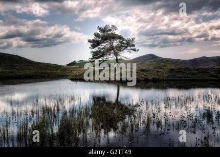 Kelly Hall Tarn, Torver, Lake District, Cumbria, England, UK Stockfoto