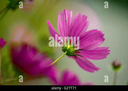 Hell violette Blume auf der Wiese im Frühling Stockfoto