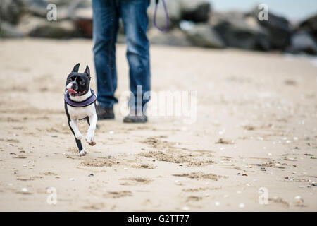 Mann spielt mit agilen schwarz-weiß Boston Terrier an einem Sandstrand in der Normandie an einem sonnigen Tag Stockfoto