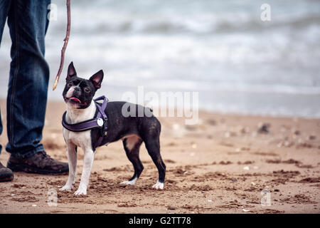 Mann spielt mit agilen schwarz-weiß Boston Terrier an einem Sandstrand in der Normandie an einem sonnigen Tag Stockfoto