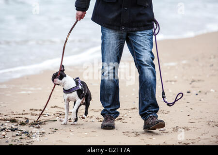 Mann spielt mit agilen schwarz-weiß Boston Terrier an einem Sandstrand in der Normandie an einem sonnigen Tag Stockfoto