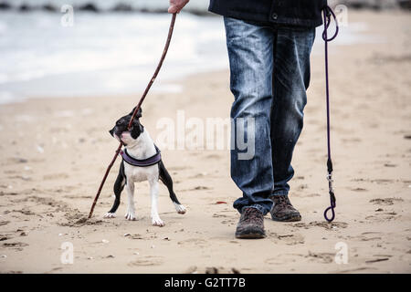 Mann spielt mit agilen schwarz-weiß Boston Terrier an einem Sandstrand in der Normandie an einem sonnigen Tag Stockfoto