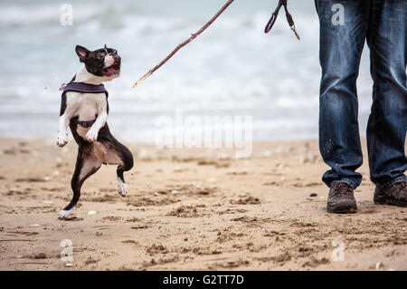 Mann spielt mit agilen schwarz-weiß Boston Terrier an einem Sandstrand in der Normandie an einem sonnigen Tag Stockfoto