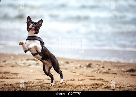 Mann mit Boston Terrier am Sandstrand in Normandie Frankreich Stockfoto