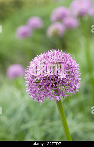 Allium "Pinball Wizard" einen englischen Garten wachsen. Stockfoto