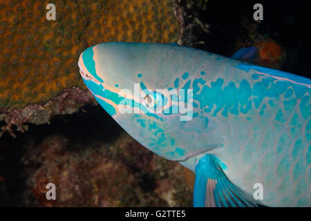 Papageienfisch (scarus) im Karibischen Meer um Bonaire. Close-up. Foto V.D. Stockfoto