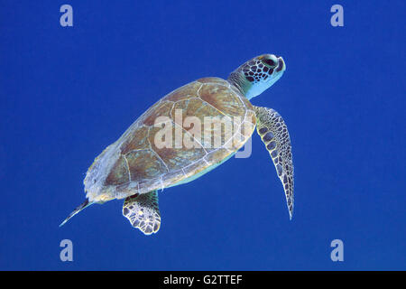 Schildkröte im Karibischen Meer um Bonaire. Echte Karettschildkröte. Eretmochelys imbricata. Foto V.D. Stockfoto