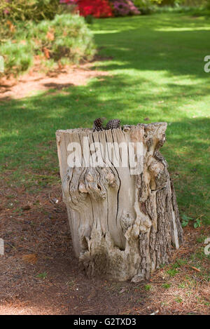 Baumstumpf in einem park Stockfoto