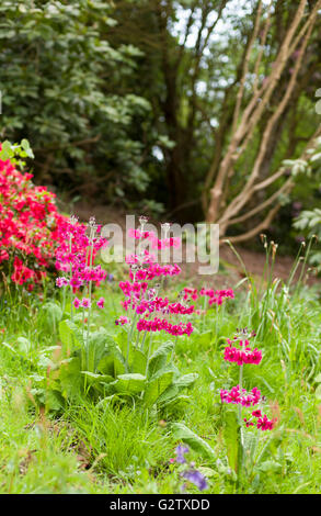 Primula Japonica - japanische Primula Stockfoto