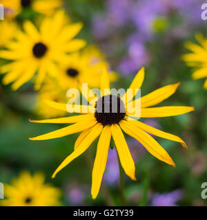 Gruppe von Blumen Sonnenhut (Rudbeckia Hirta) Stockfoto