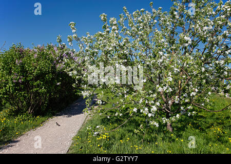 Apfelbaum in voller Blüte. Kolomenskoye Museums-Reserve, Moskau, Russland. Stockfoto