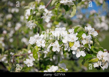 Zweig der Apfelbaum in voller Blüte. Kolomenskoye Museums-Reserve, Moskau, Russland. Stockfoto