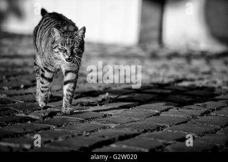 Tierische Porträt eine Hauskatze, die in den Straßen Stockfoto