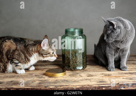 Zwei Katzen neugierig auf Katzenfutter in Glas Jar Stockfoto