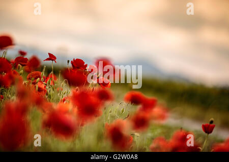 Roter Mohn Blumen im Juni in Rheinland-Pfalz, Deutschland Stockfoto