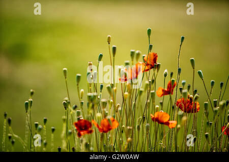 Roter Mohn Blumen im Juni in Rheinland-Pfalz, Deutschland Stockfoto