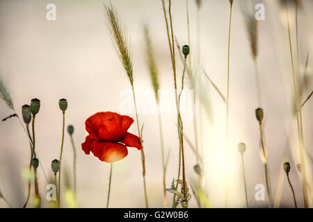 Roter Mohn Blumen im Juni in Rheinland-Pfalz, Deutschland Stockfoto